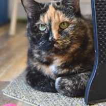 Thumbnail photo of Big Ammachi - Stratford #1