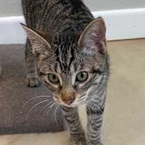 Thumbnail photo of Kitty Pryde #1