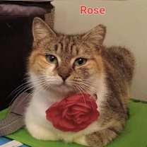Thumbnail photo of Rose (FIV+) #2