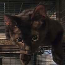 Thumbnail photo of Eartha #4