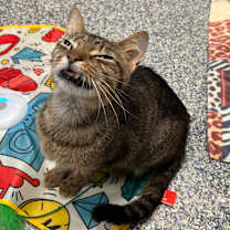 Thumbnail photo of Oliver #1