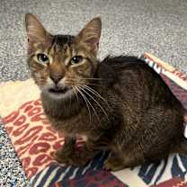 Thumbnail photo of Oliver #2