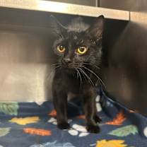 Thumbnail photo of Cookie Crisp #3