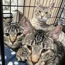 Thumbnail photo of Ash #3