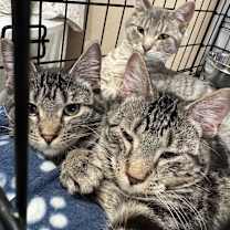 Thumbnail photo of Quill #3