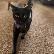 Thumbnail photo of Jiji #1