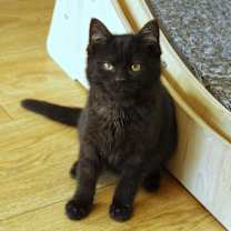 Thumbnail photo of Ebony #4