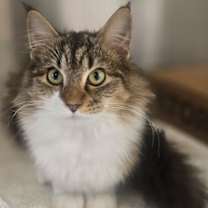 Thumbnail photo of Mungojerrie #1