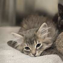 Thumbnail photo of Frostgard #2