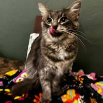 Thumbnail photo of Lily #1