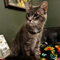 Thumbnail photo of Lily #2