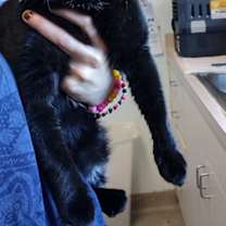 Thumbnail photo of Shadow #1