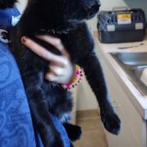 Thumbnail photo of Shadow #2