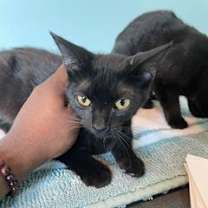 Thumbnail photo of Shadow #3