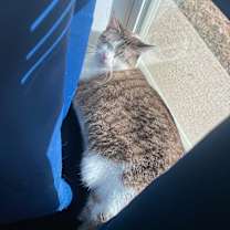 Thumbnail photo of Stormy #4