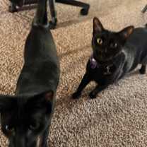 Thumbnail photo of Salem #3