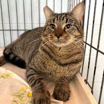 Thumbnail photo of Big Meaty #1