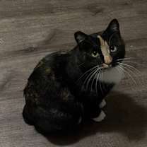 Thumbnail photo of Peru *Meet me at Plymouth Petsmart* #2