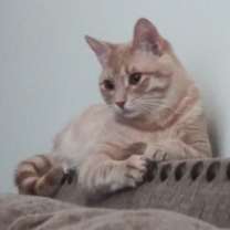 Thumbnail photo of Crust #2