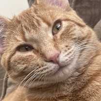 Thumbnail photo of Hobbit #1