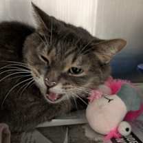 Thumbnail photo of Nougat #2