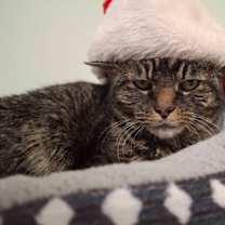 Thumbnail photo of Spooky Hollow #1