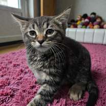 Thumbnail photo of Rosalie Ann #1