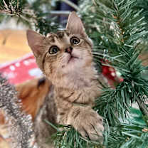 Thumbnail photo of Wrangler #4