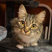 Thumbnail photo of Venti #3