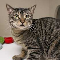 Thumbnail photo of DaVinci #3