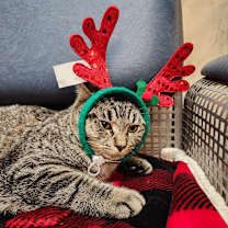 Thumbnail photo of Corn Dog #1