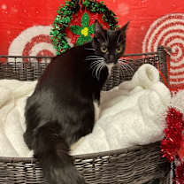 Thumbnail photo of Holly #1