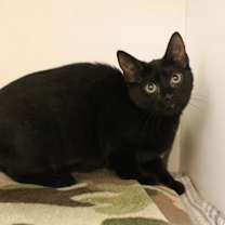 Thumbnail photo of Challah #2