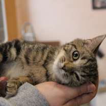 Thumbnail photo of Wilcox #3