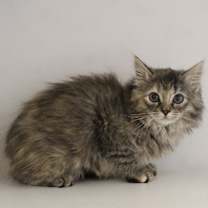 Thumbnail photo of Bleat #1