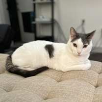 Thumbnail photo of Louie #3