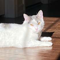 Thumbnail photo of Louie #4