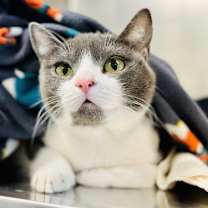 Thumbnail photo of Boomy #1