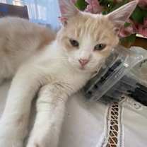 Thumbnail photo of Bagel #3