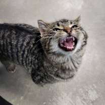 Thumbnail photo of Bigfoot #3