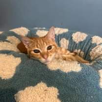 Thumbnail photo of Ginger Spice dw #1