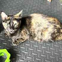 Thumbnail photo of Thistle AW #1