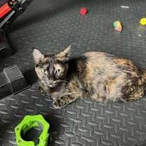 Thumbnail photo of Thistle AW #3