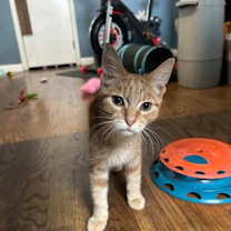 Thumbnail photo of Baby Spice dw #3