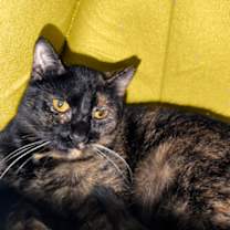 Thumbnail photo of Chrissy #1