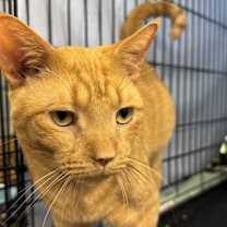 Thumbnail photo of Junior (Foster cat) #2