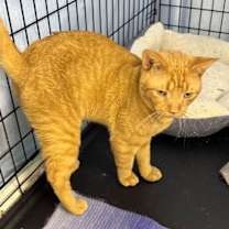 Thumbnail photo of Junior (Foster cat) #3