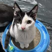 Thumbnail photo of Apollo #2