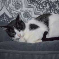 Thumbnail photo of Holly #4