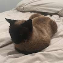 Thumbnail photo of Zoey #4